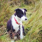 Bess Puppy
