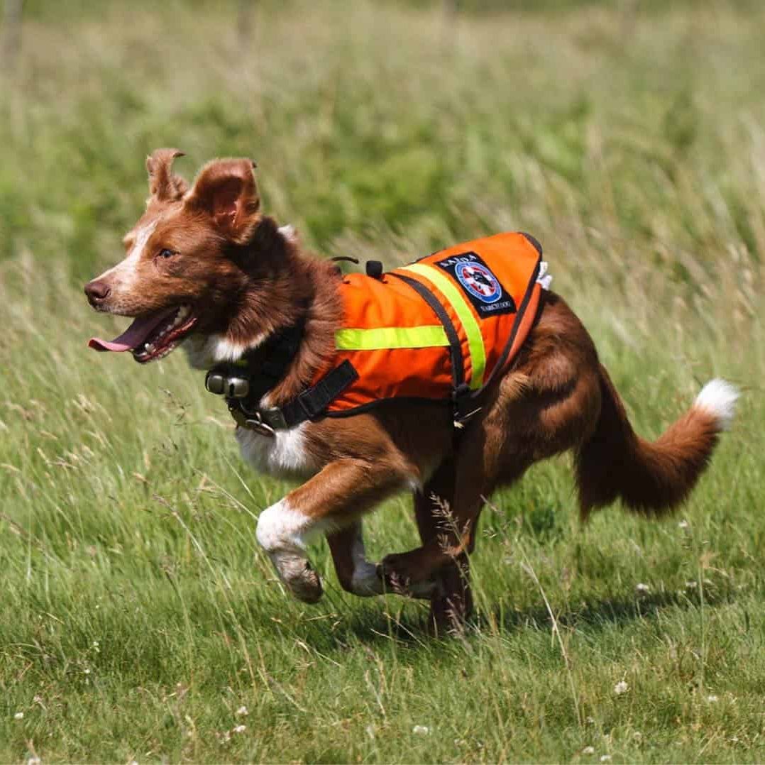 Search Dog Ben